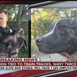 Dog found shot in Tampa; investigation underway - YouTube