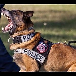 Police Dog Takes Bite out of Carjacking Suspect - YouTube
