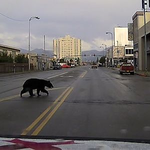 APD Patrols bear in Downtown Anchorage - YouTube