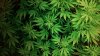 marijuana pict.jpg marijuana pict.jpg