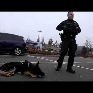 Sheriff's Office welcomes new K9 officer Jaxx - YouTube