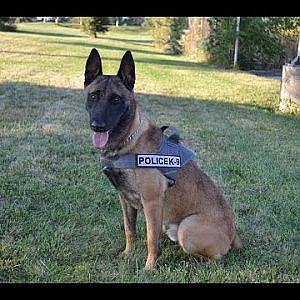 K9 officer Karson found 2 months after disappearing - YouTube