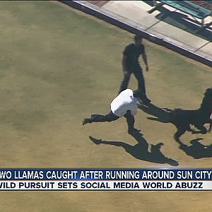 Two llamas caught after running around Sun City - YouTube