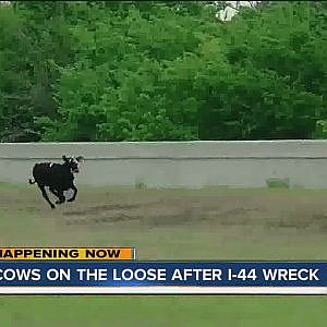 Cows On The Loose After I-44 Wreck - YouTube