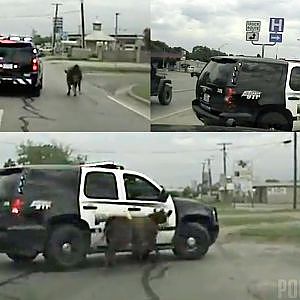 Runaway Cow Leads Stephenville Police On Chase - YouTube
