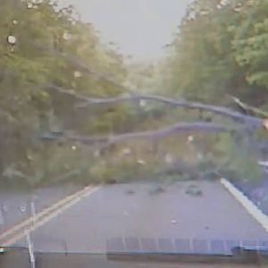 Officer responding to fallen branch gets hit by falling tree - YouTube