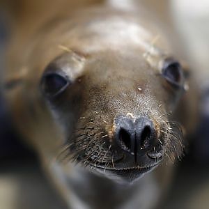 Authorities Rescue Sea Lion Pup in San Francisco - YouTube
