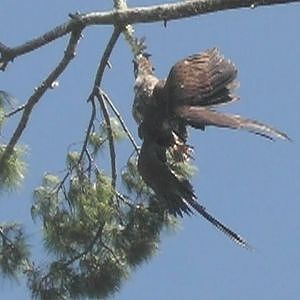 Army Veteran Rescues Eagle Stuck In Tree - YouTube