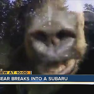 Bear breaks into Subaru in Jeffco - YouTube