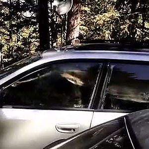 Raw: Colo. Deputies Release Bear Trapped in Car - YouTube