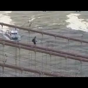 Man arrested after scaling Brooklyn Bridge - YouTube