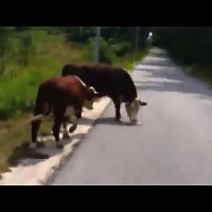 Police Officer Chases Runaway Cows: "Don't Run From Me, I'm The Police!" - YouTube