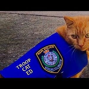 Why Police Hired a Cat Named Ed To Patrol This Area Instead of a K9 Officer - YouTube