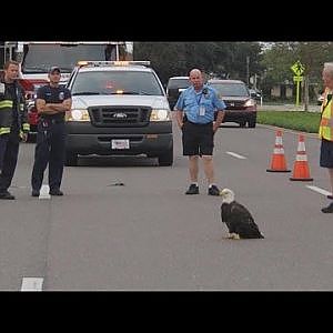 Police Officers Close Down Road To Rescue Injured Bald Eagle - YouTube