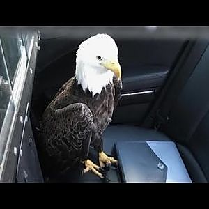 Trooper saves injured bald eagle with a bear hug - YouTube