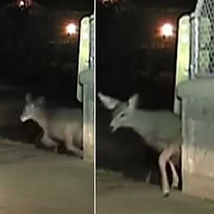 Police officer rescues deer stuck in fence