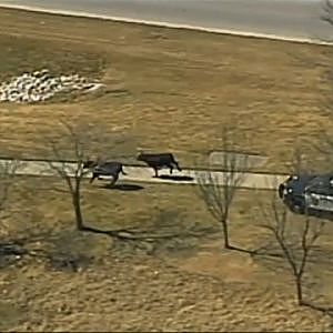 Kansas Cops Chase Cattle After Accident - YouTube